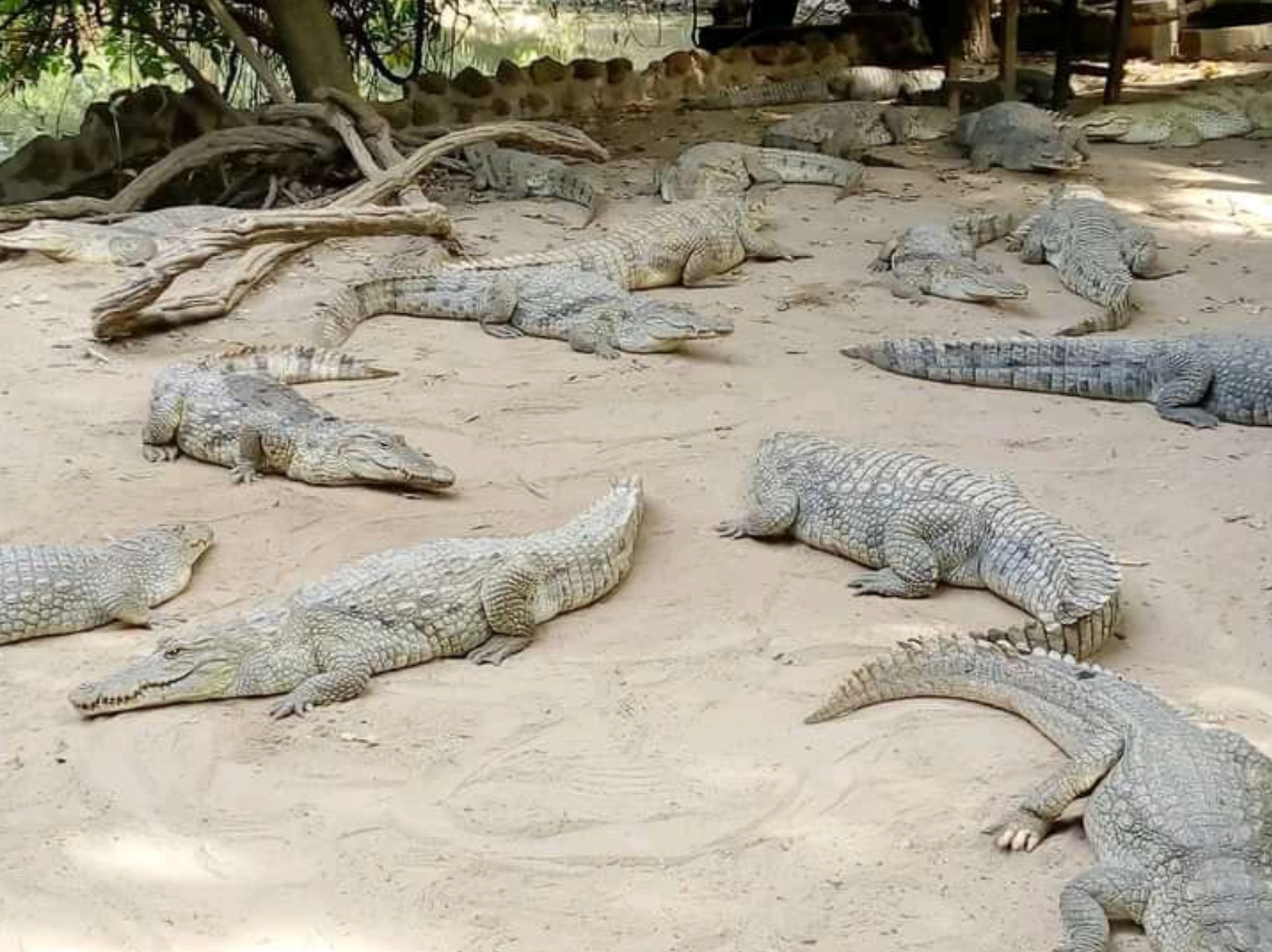 Crocodile Pool Experience